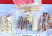 Hoirul Al Jaelani, Pelaku Penyeludupan 53 Gading Gajah Antar Negara Dituntut 5 Bulan